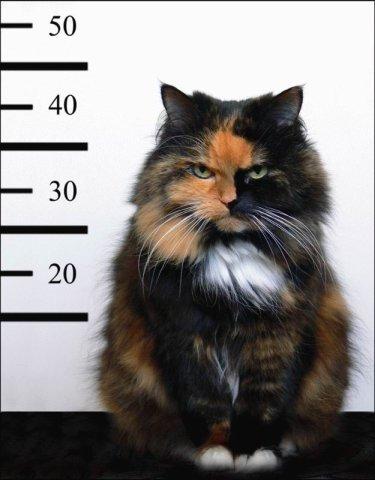 cat2.jpg