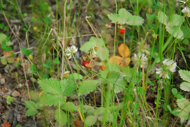DSC_0829.jpg