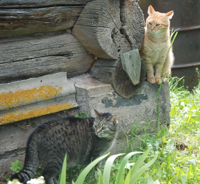 DSC_0538.jpg