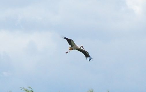 DSC_06471.jpg