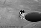 2399d93978ff.gif
