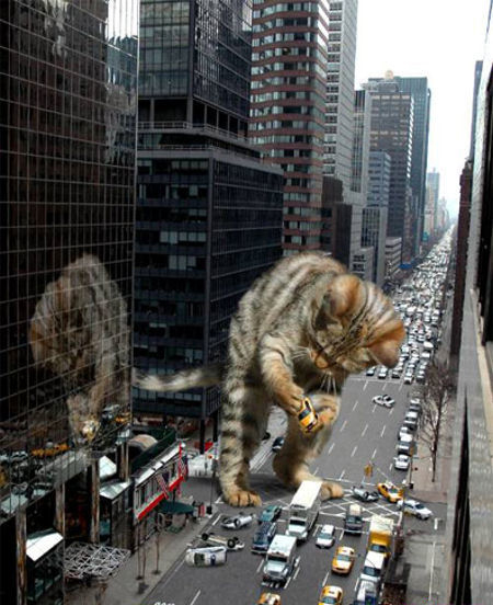big-cat.jpg