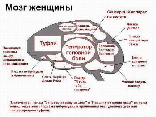Мозг-ж.jpg