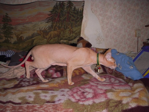 ры.jpg