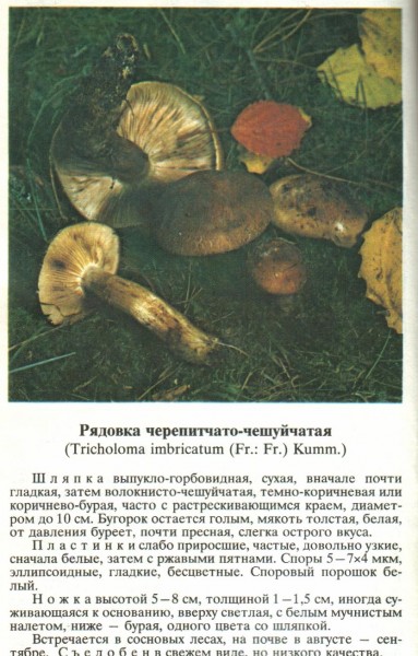 Безымянный.JPG