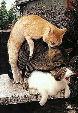коты.jpg