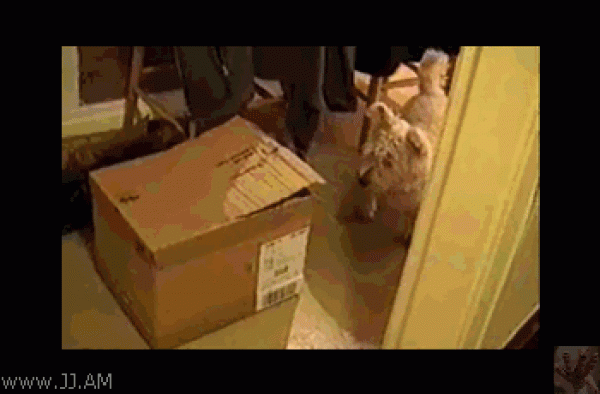 b24b17c9b56b.gif