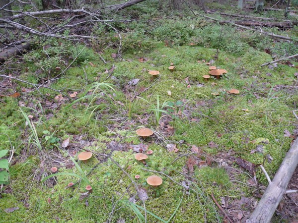 P1230124_800x600.JPG