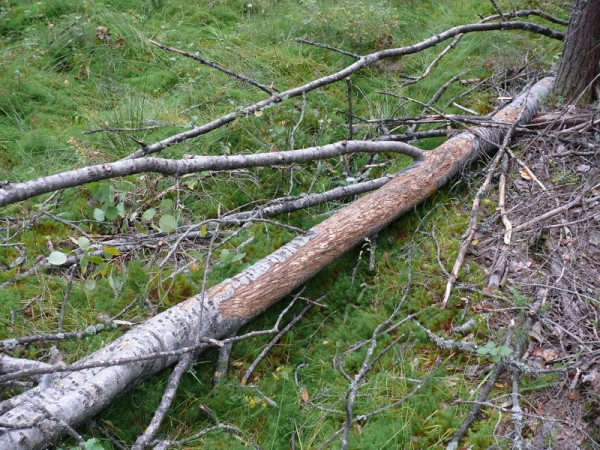 P1230127_800x600.JPG