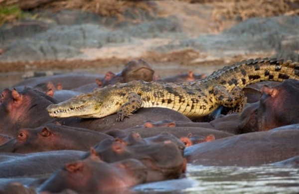 1258495296_croco-vs-hippo-02.jpg