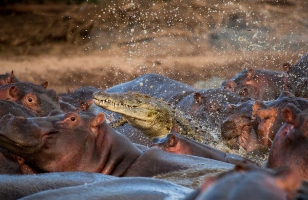 1258495371_croco-vs-hippo-03.jpg