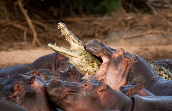 1258495330_croco-vs-hippo-04.jpg