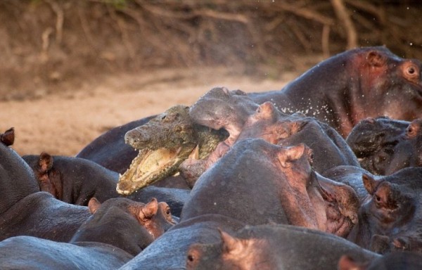 1258495358_croco-vs-hippo-05.jpg