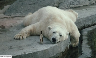 Ours_blanc_vodka.jpg