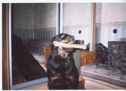 пёс.jpg