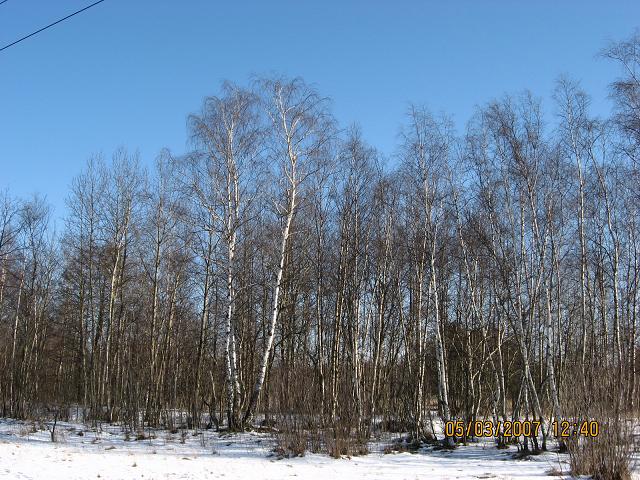 Весна в лесу2.JPG