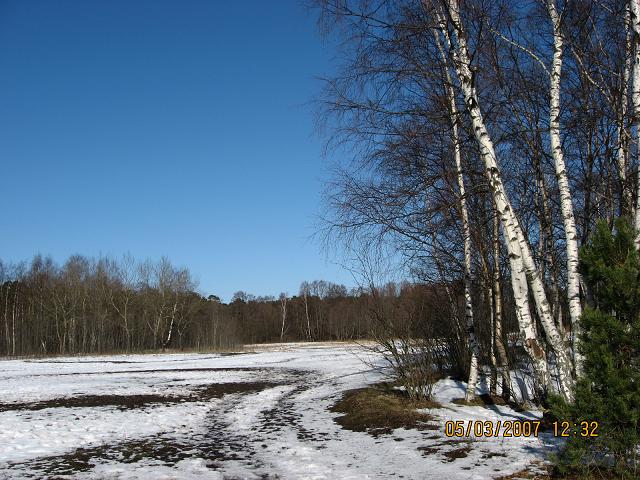 Весна в лесу.JPG