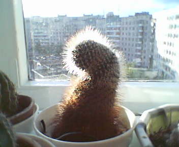 Кактус.JPG