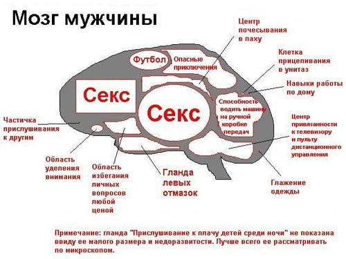 прикол мозг мужчины.jpg