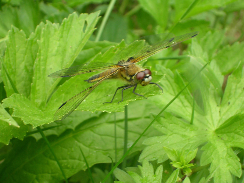 DSCN2236.jpg