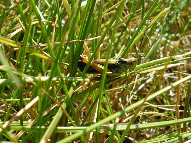 p0000044.jpg