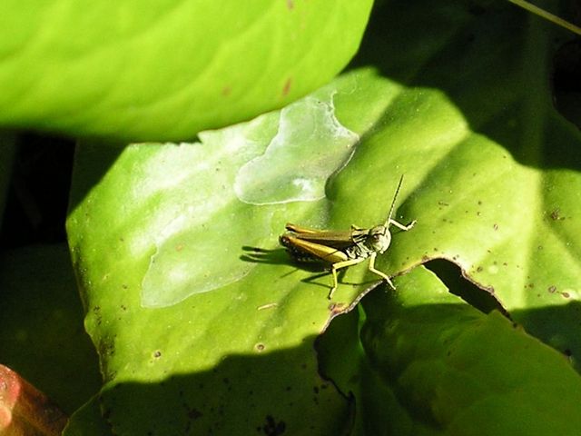 p0000042.jpg