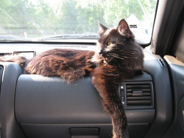 cat3.jpg