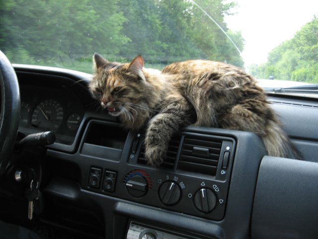 cat2.jpg