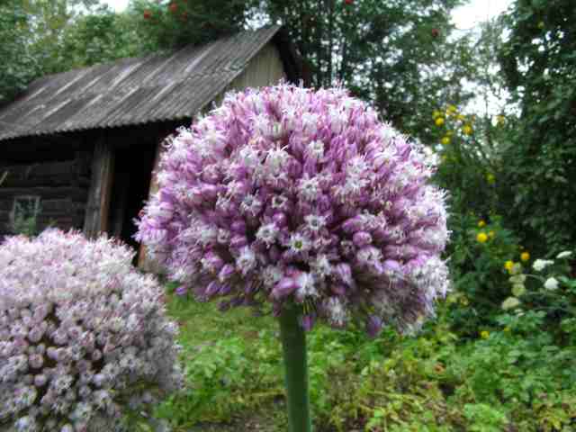 PICT8242.jpg