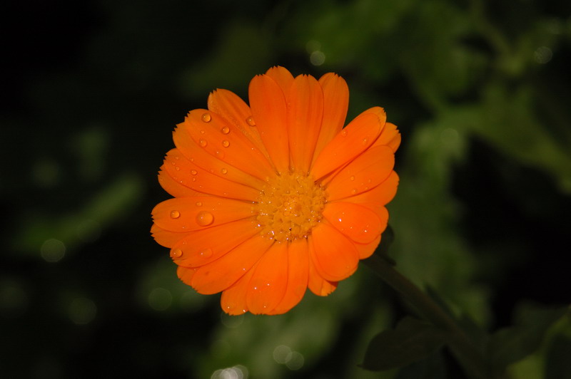 DSC_6640_.jpg