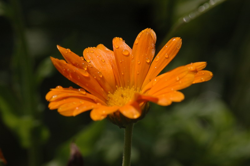 DSC_6642_.jpg