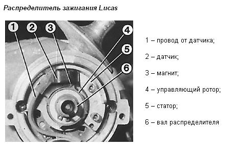 Лукас.JPG