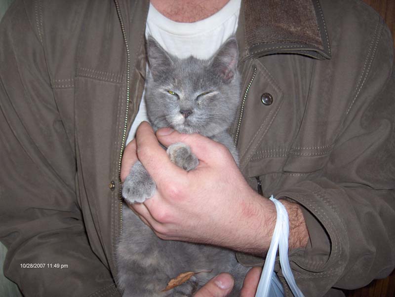 котихвостость 002.jpg