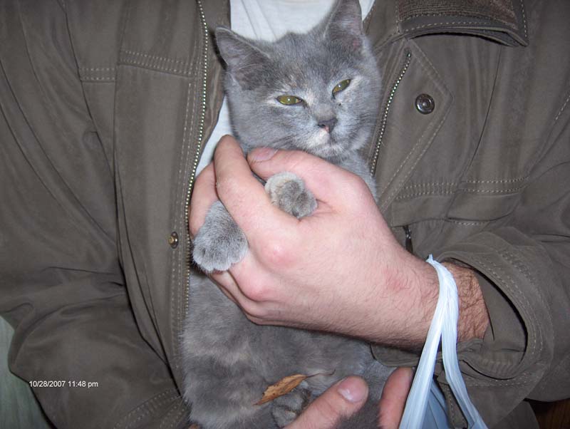котихвостость 001.jpg