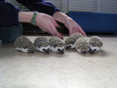 normal_hoglets1.jpg