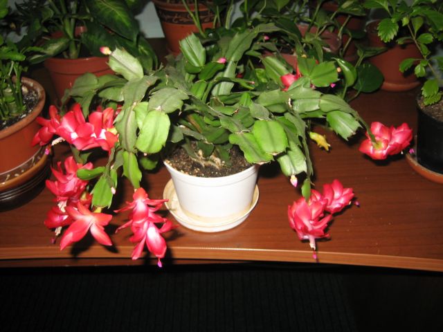 IMG_2679.JPG