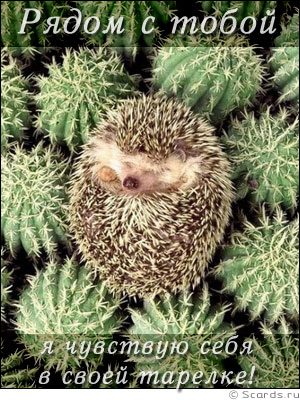 hedgehog.jpg