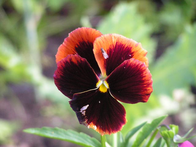 PICT0945.JPG